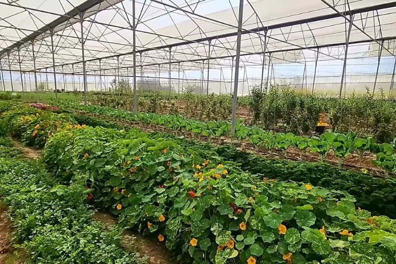 Vegetable Garden Experience